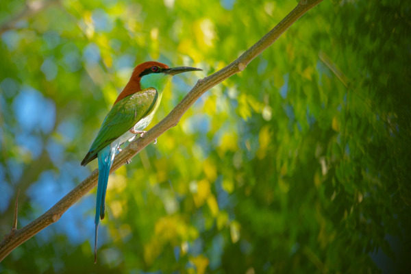 Green Bee-eater