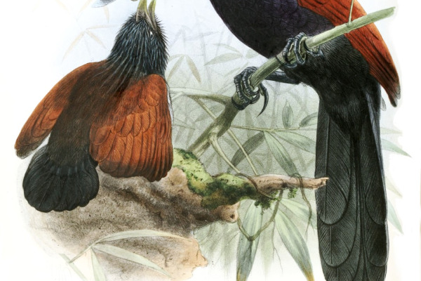 Green-billed Coucal