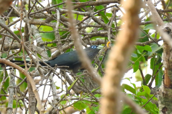 Green-billed Malkoha