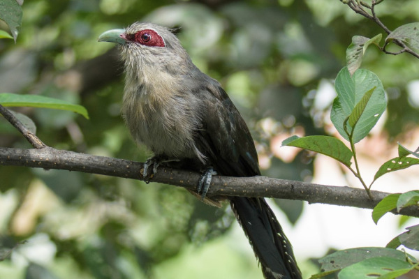 Green-billed Malkoha