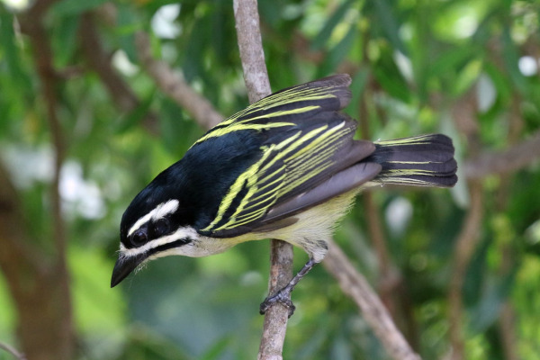 Green-breasted Barbet