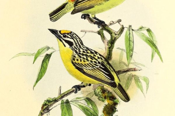Green-breasted Barbet