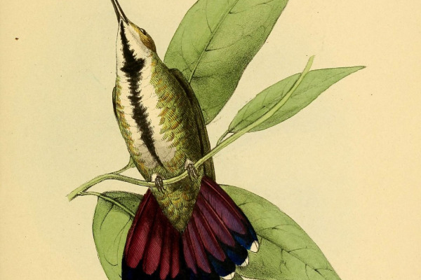 Green-breasted Mango