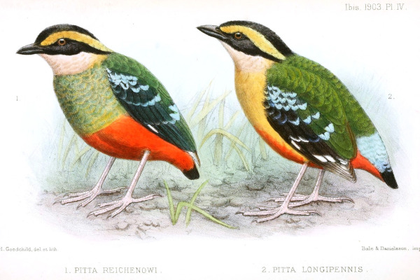 Green-breasted Pitta