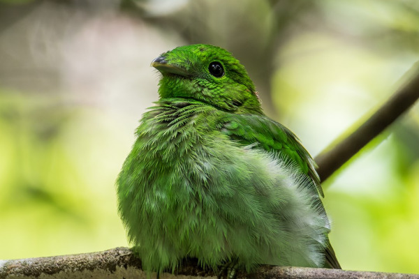 Green Broadbill