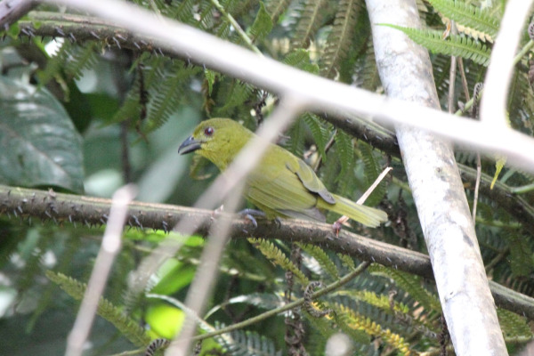 Green-capped Tanager