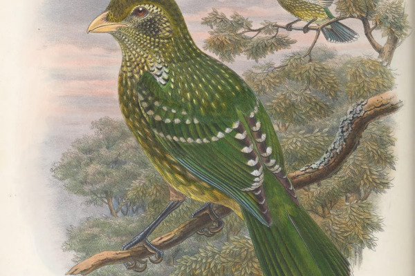 Green Catbird