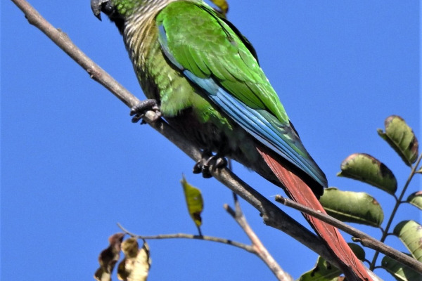 Green-cheeked conure