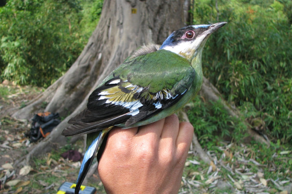 Green Cochoa