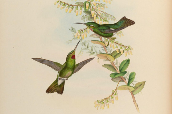 Green-crowned Brilliant