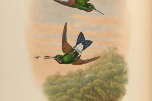 Green-crowned Brilliant