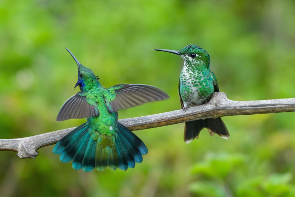Green-crowned Brilliant