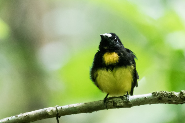 Green-crowned Brilliant