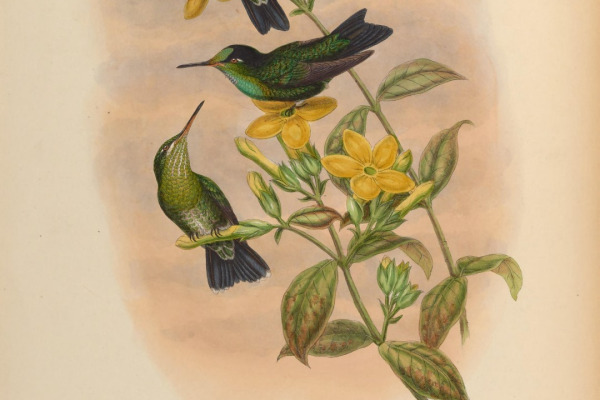 Green-crowned Brilliant