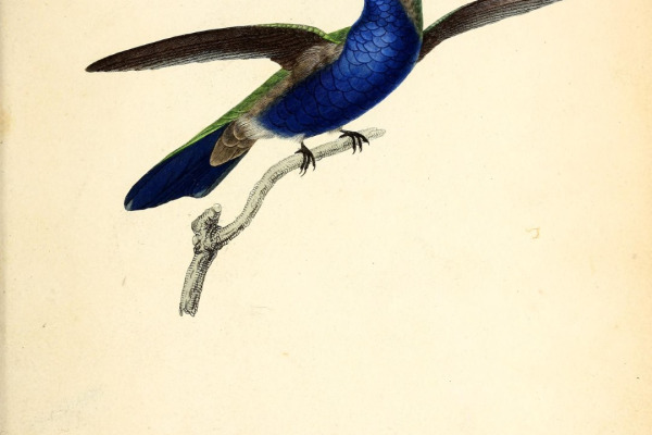 Green-crowned Plovercrest