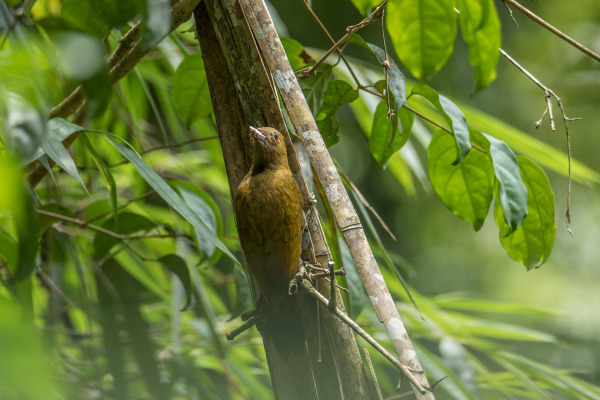 Green-eared Barbet