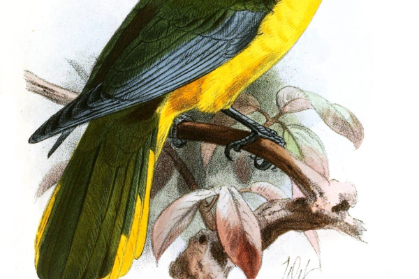 Green-headed Oriole