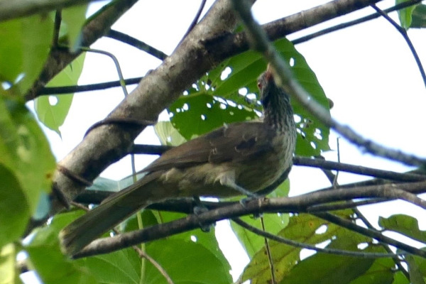 Green-headed Oriole