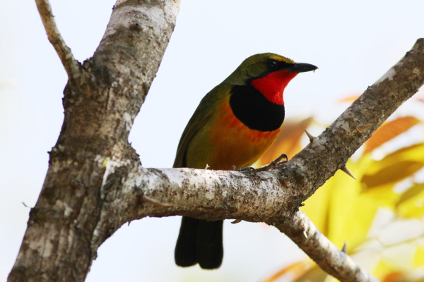 Green-headed Tanager