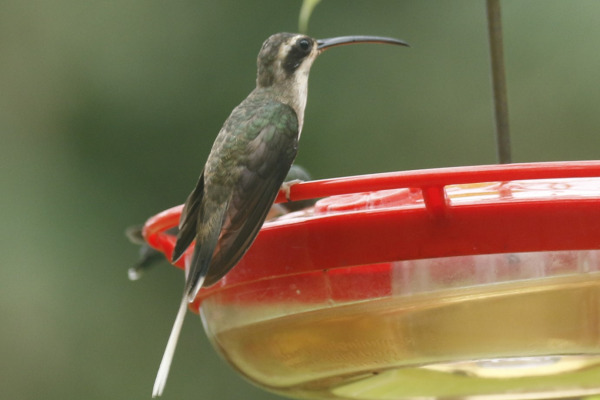 Green Hermit