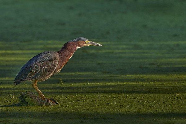 Green Heron