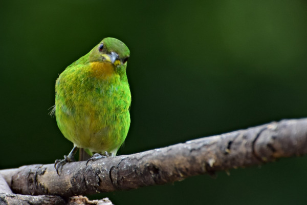 Green Honeycreeper