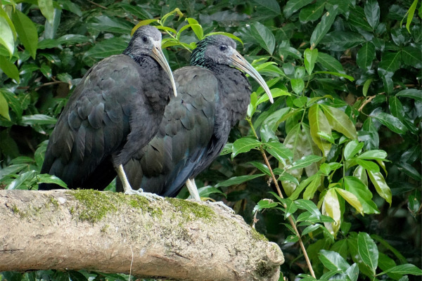 Green Ibis