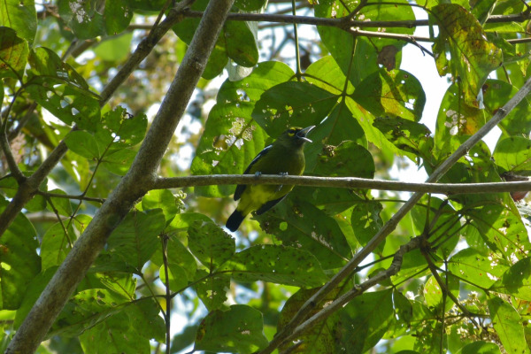 Green Iora