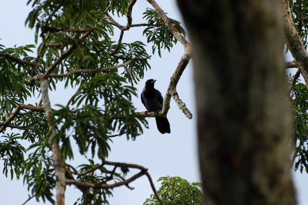 Green Jay