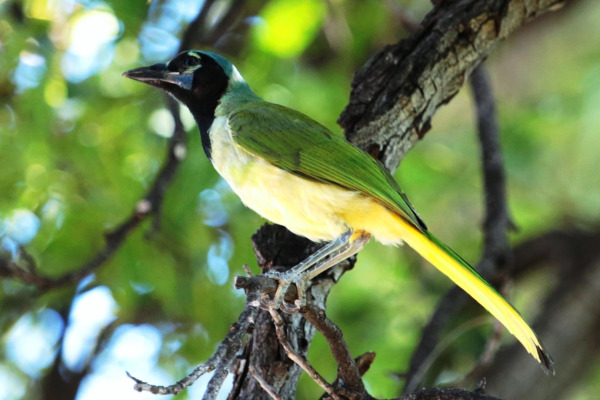 Green Jay