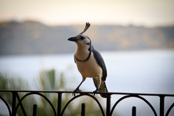 Green Jay