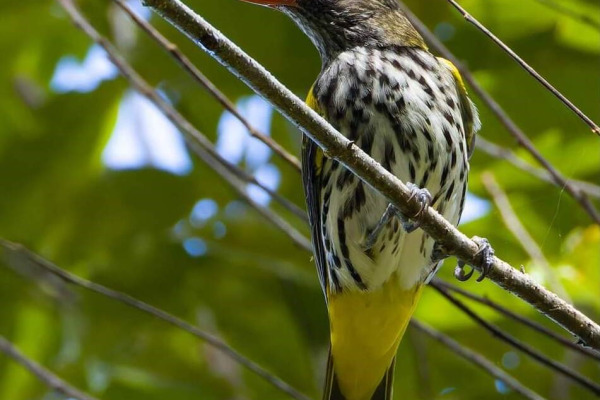 Green Oriole