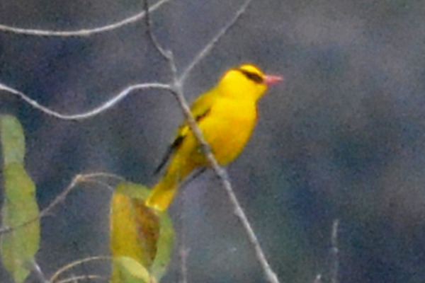 Green Oriole