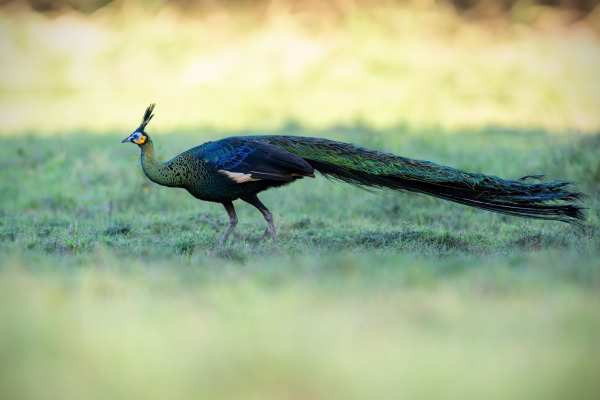Green Peafowl
