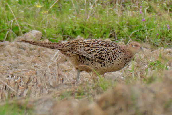 Green Pheasant