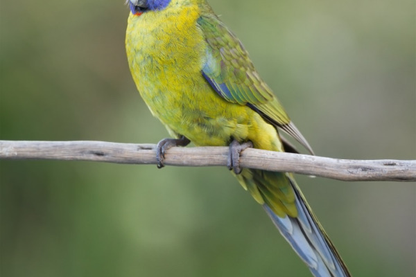 Green Rosella