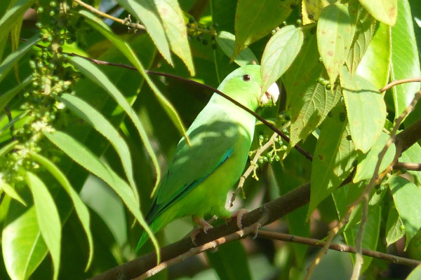 Green-rumped Parrotlet