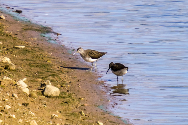 Green Sandpiper