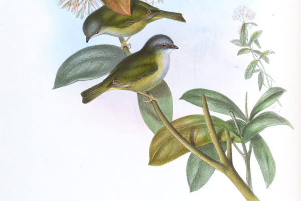 Green Shrike-Babbler