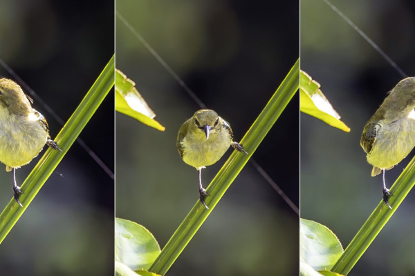 Green Sunbird