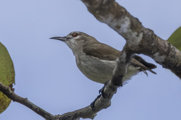 Green Sunbird
