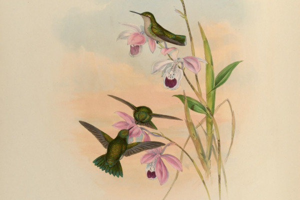 Green-tailed Goldenthroat