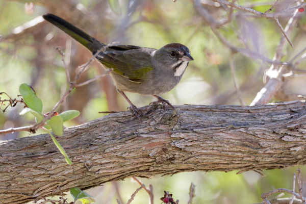 Green-tailed Towhee