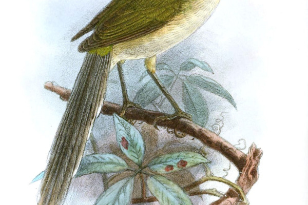 Green-tailed Trogon
