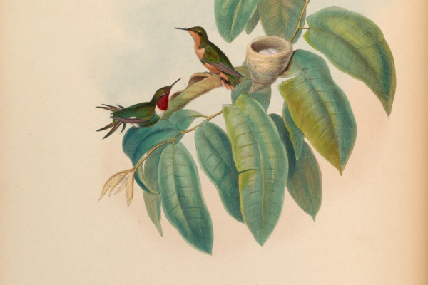Green Thorntail