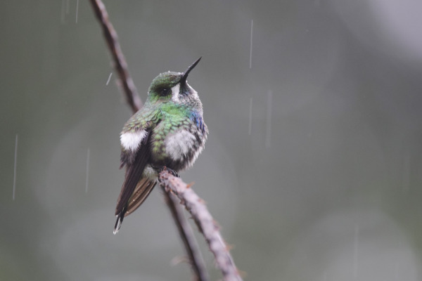 Green Thorntail