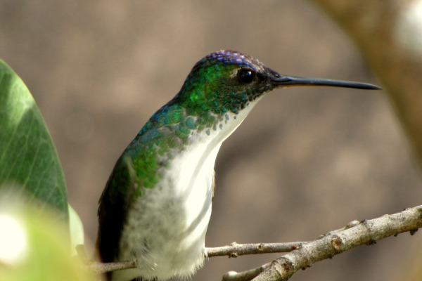 Green-throated Carib