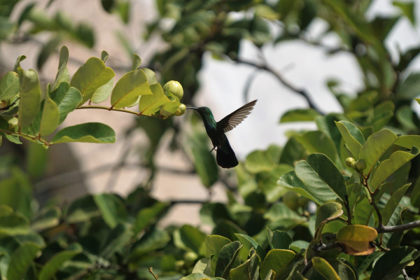 Green-throated Carib