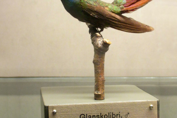 Green-throated Mango