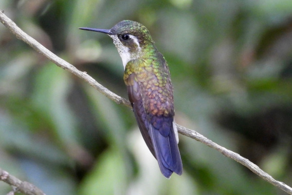 Green-throated Mountain-gem